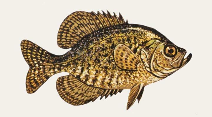 Crappie field-guide illustration