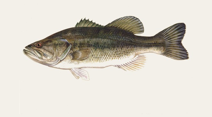 Largemouth bass field-guide illustration