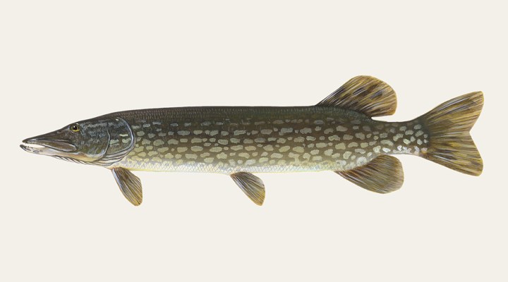 Northern pike field-guide illustration