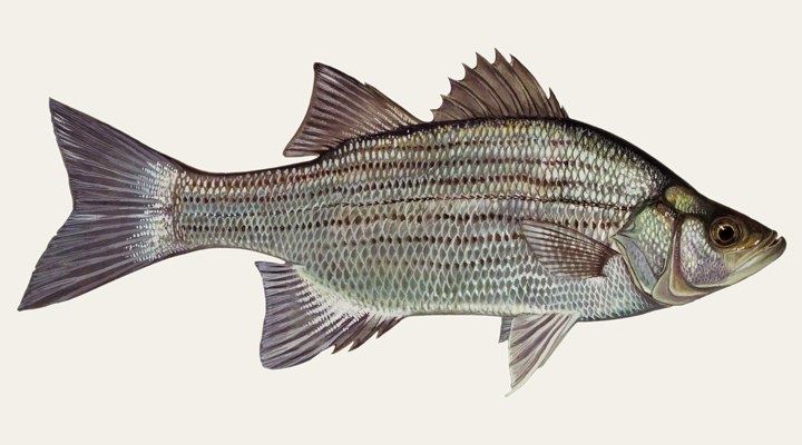 White bass field-guide illustration
